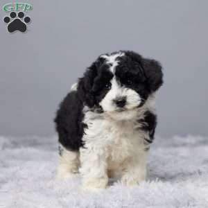 Sandy, Mini Sheepadoodle Puppy